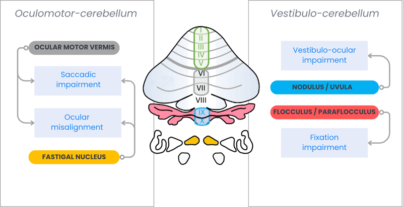 EP-038 Cerebellar structure Brochure_EN_v1.0 (4)