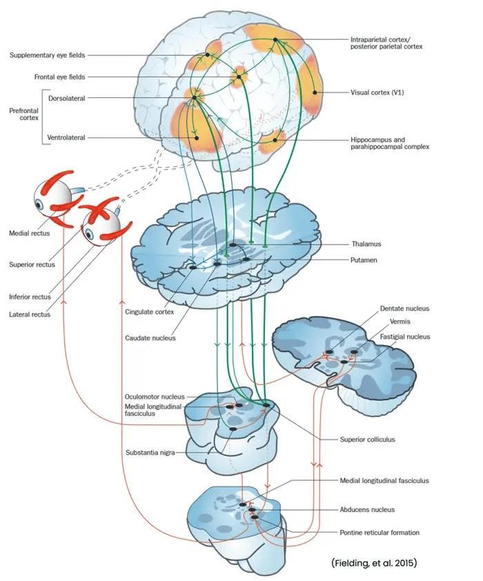 Ocular motor signatures of cognitive dysfunction in multiple sclerosis