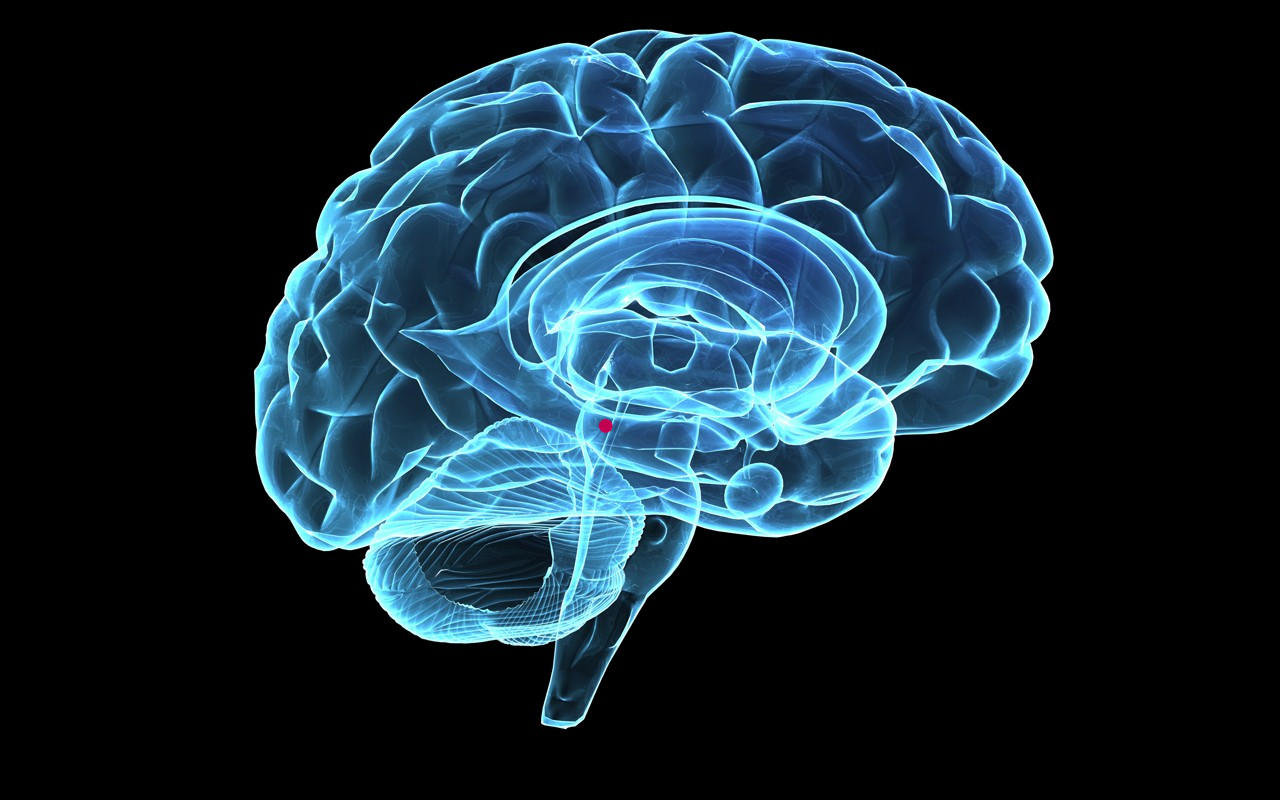Close-up inside the brain 