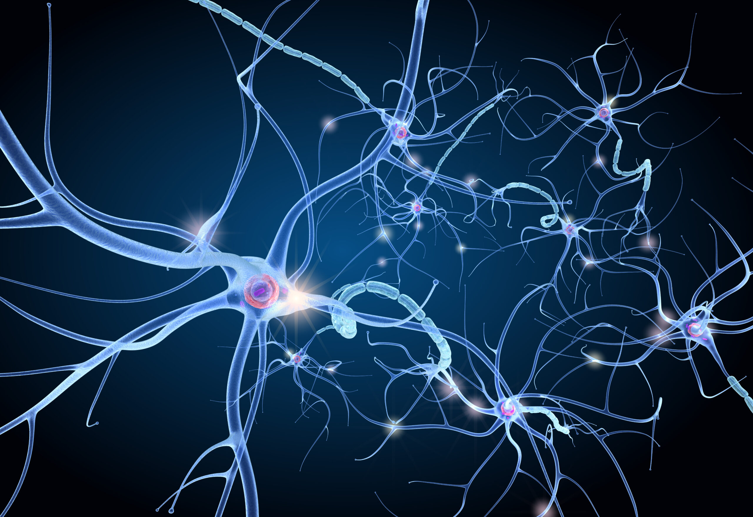 Neurones and synapses connected