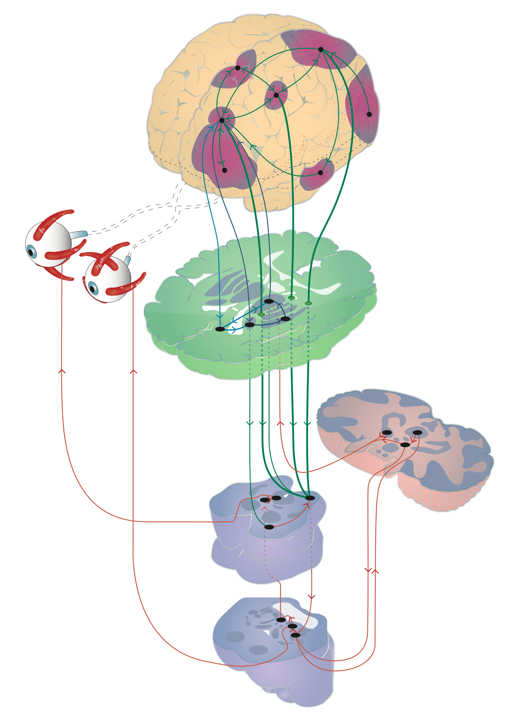 Neural circuits